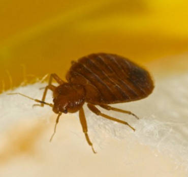 Bed Bugs Removal London Ontario