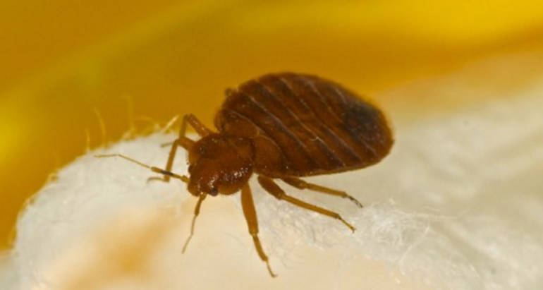 Bed Bugs Removal London Ontario
