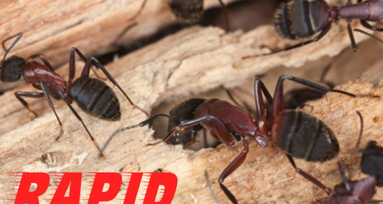 Carpenter Ants Control London Ontario