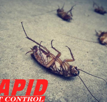Cockroach Control London Ontario