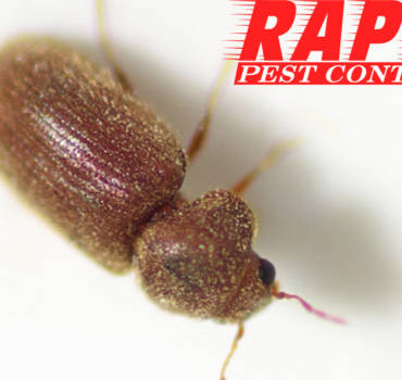 Drugstore Beetle Control London Ontario – Drugstore Beetle Removal London Ontario