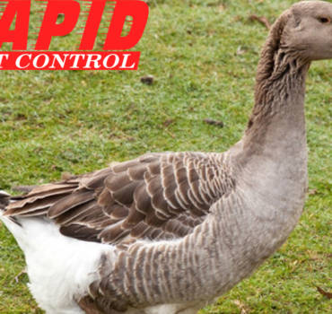 Geese Control London Ontario – Geese removal London Ontario