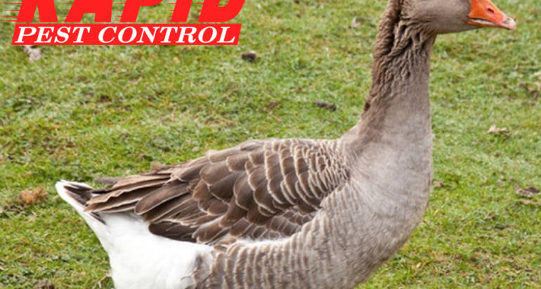 Geese Control London Ontario – Geese removal London Ontario