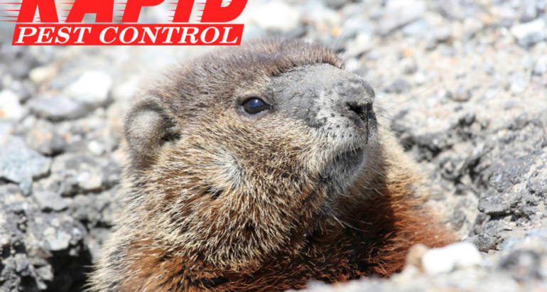 Groundhog Control London Ontario – Groundhog Removal London Ontario