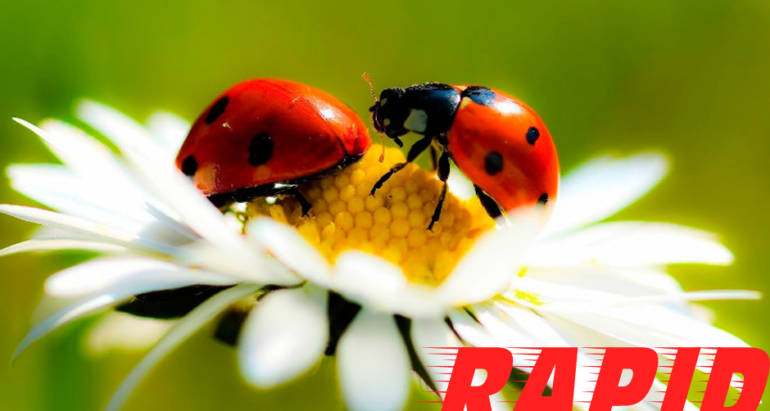 Lady Bug Control London Ontario – Ladybug Removal London Ontario