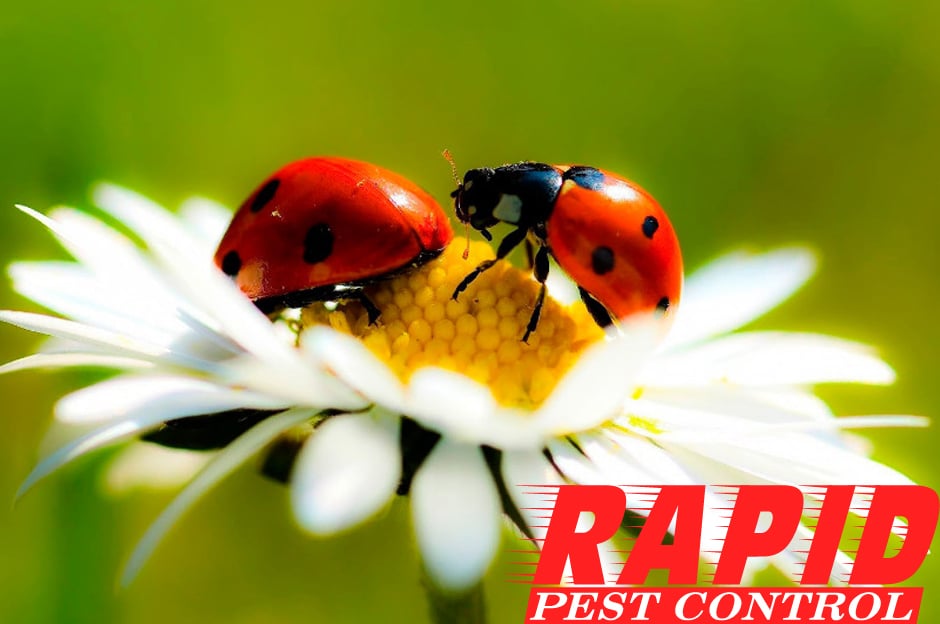 Lady Bug Control London Ontario – Ladybug Removal London Ontario