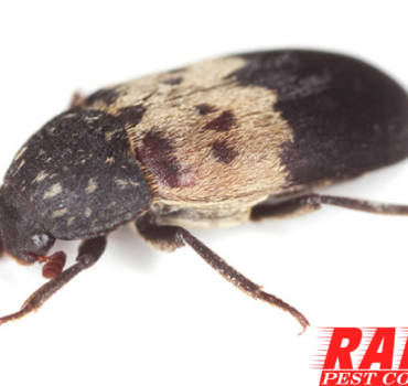Larder Beetle Control London Ontario – Larder Beetle Removal London Ontario