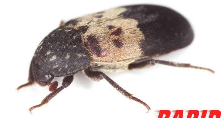 Larder Beetle Control London Ontario – Larder Beetle Removal London Ontario
