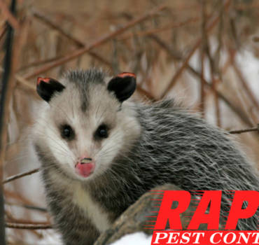 Opossum Control London Ontario – Wildlife Removal London Ontario