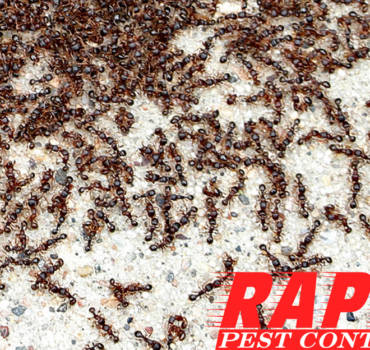 Pavement Ants Control London Ontario – Pavement Ants Removal London Ontario