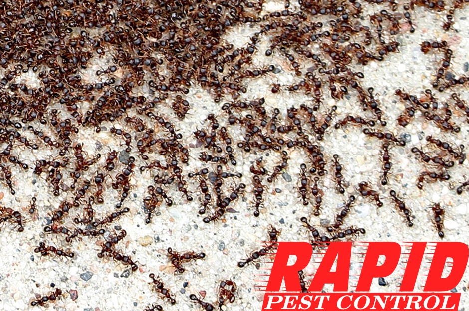 Pavement Ants Control London Ontario – Pavement Ants Removal London Ontario