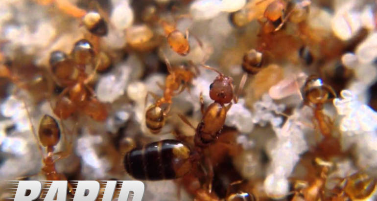 Pharaoh Ants Control London Ontario – Pharaoh Ants Removal London Ontario