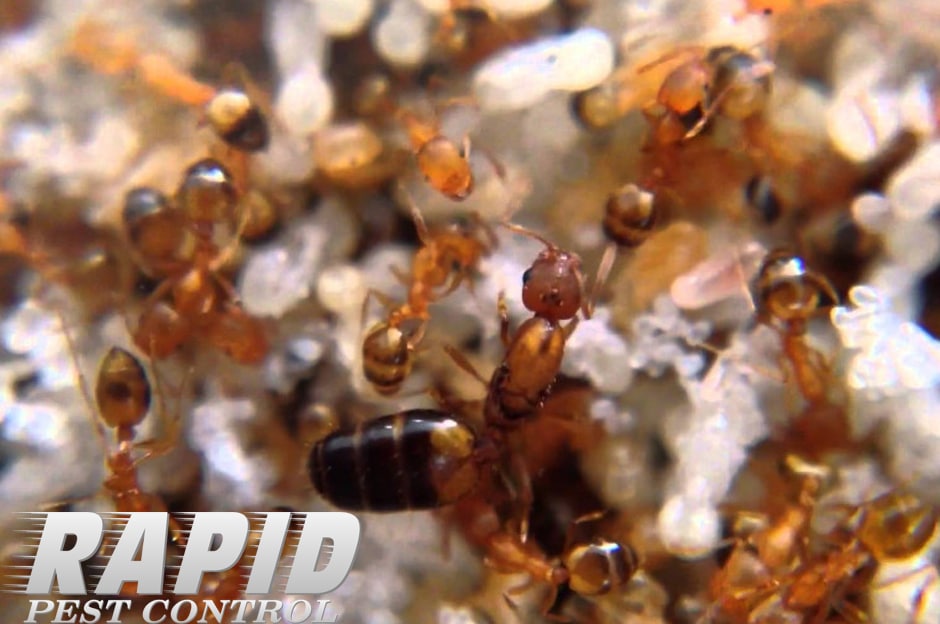 Pharaoh Ants Control London Ontario – Pharaoh Ants Removal London Ontario