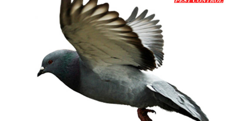 Pigeon Control London Ontario – Bird Control London Ontario