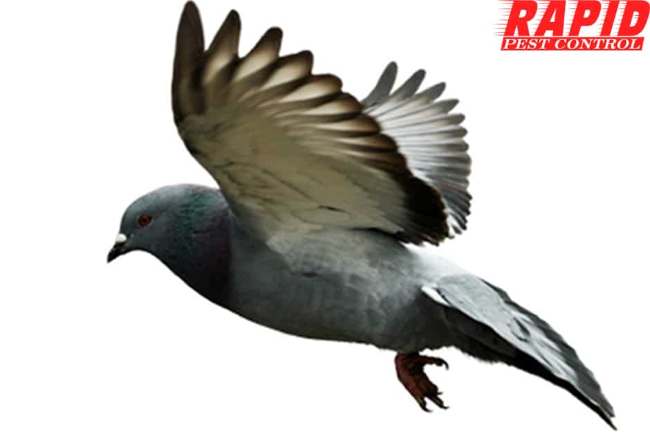 Pigeon Control London Ontario – Bird Control London Ontario
