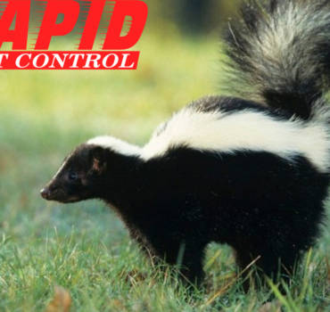 Skunk Control London Ontario – Professional Wildlife Removal London ON