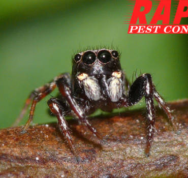 Spider Control London Ontario – Spider Exterminator London Ontario
