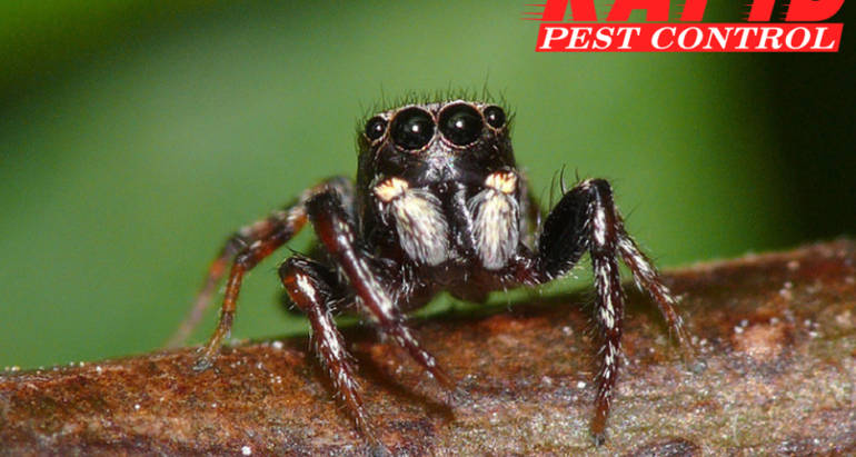 Spider Control London Ontario – Spider Exterminator London Ontario