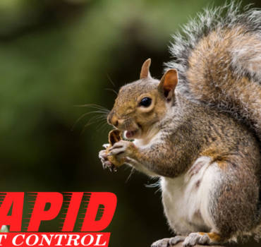 Squirrel Control London Ontario – Wildlife Removal London Ontario