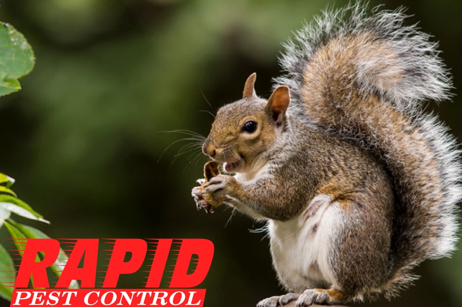 Squirrel Control London Ontario – Wildlife Removal London Ontario