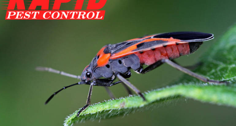 Boxelder Bug Control London Ontario