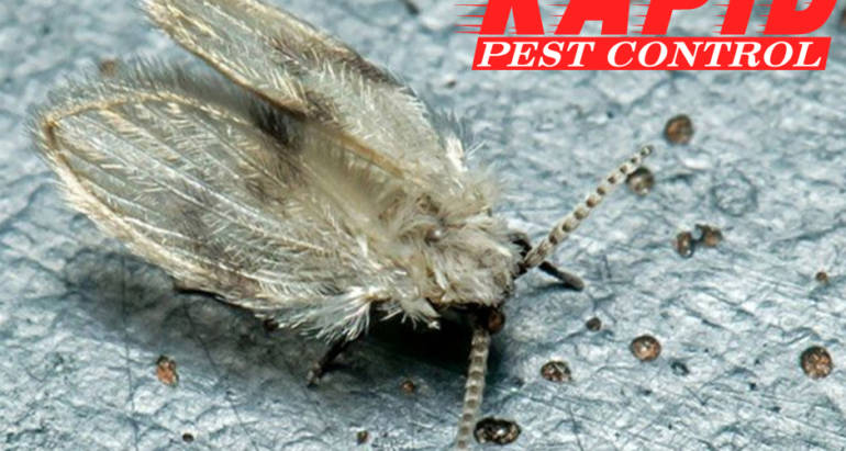Drain Flies Control London Ontario – Drain Flies Removal London Ontario