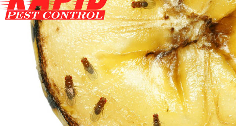 Fruit Flies Control London Ontario – Fruit Flies Removal London Ontario