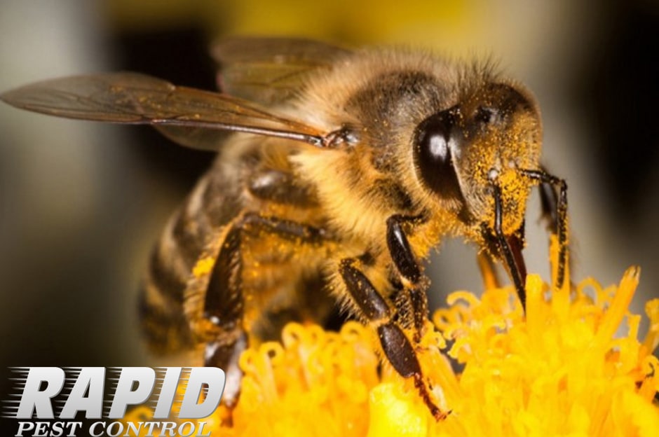 Honey Bees Control London Ontario – Honey Bee Removal London Ontario