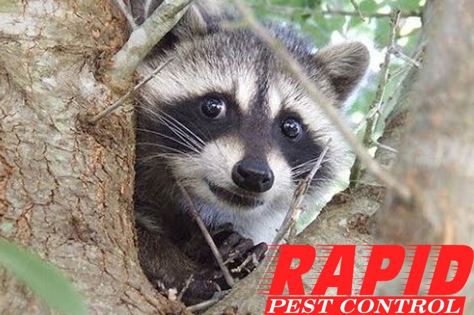 Raccoon Control London Ontario – Raccoon Removal London Ontario