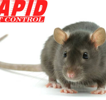 Rats Control London Ontario – Rats Exterminator London Ontario