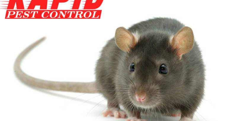 Rats Control London Ontario – Rats Exterminator London Ontario