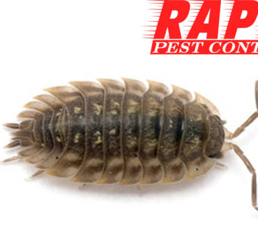 Sow Bugs Control London Ontario – Sow Bug Removal London Ontario