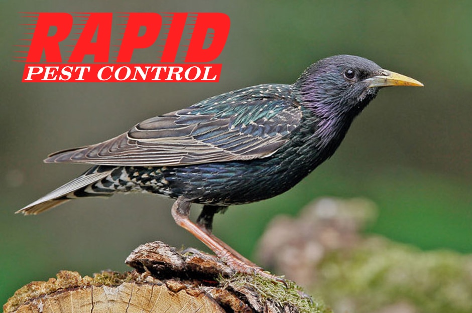 Starlings Control London Ontario – Bird Control London Ontario