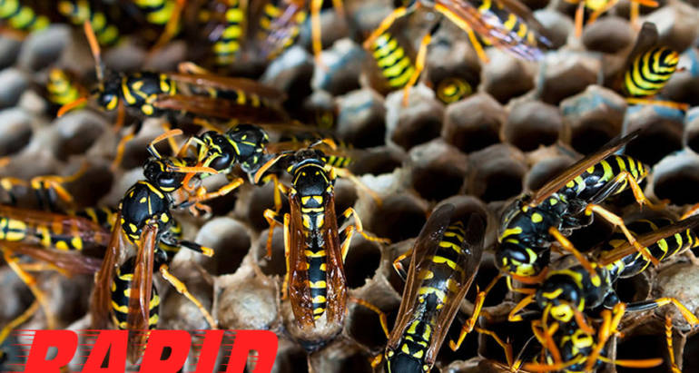 Wasps And Hornets Control London Ontario