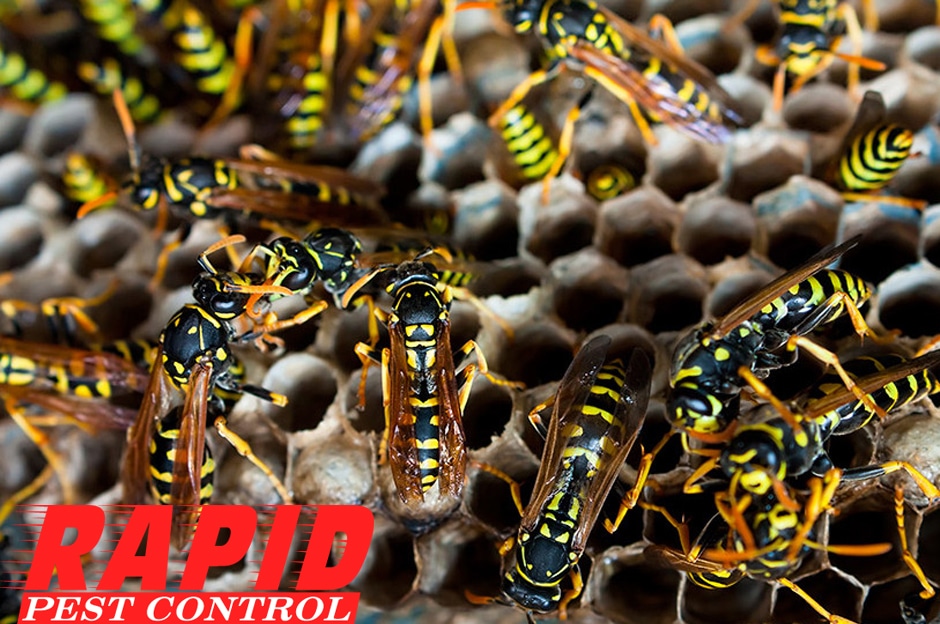Wasps And Hornets Control London Ontario