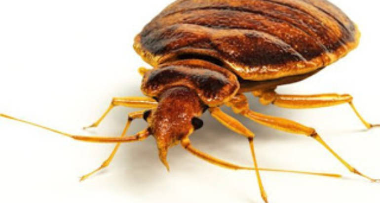 Bed Bugs A Nightmare – London ontario pest control