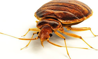 Bed Bugs A Nightmare – London ontario pest control