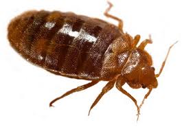 Interesting facts about Bed Bugs – London ontario pest control