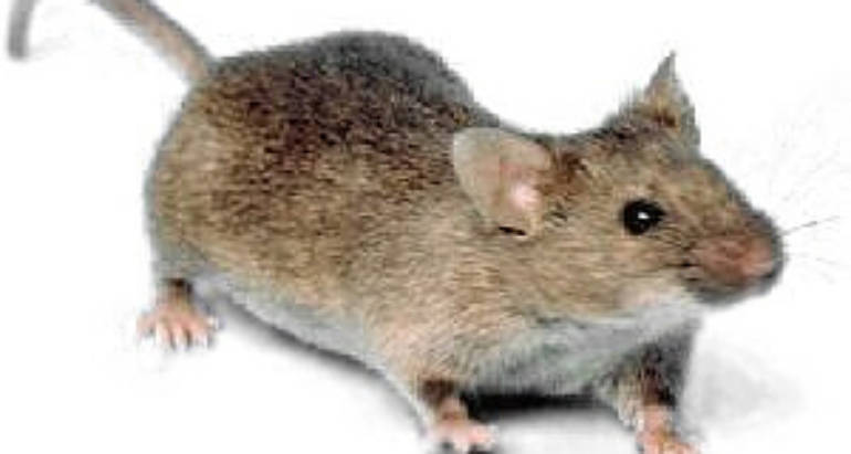Mice Handle london ontario