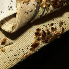 Your Horrible Reality Regarding Bedbug Bites
