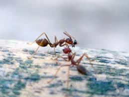 How to cope with Critters Named Contractor Ants – London Ontario Pest Control
