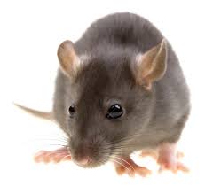 The Effects of Rodents in your house – pest control london ontario