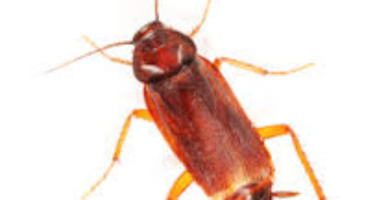 Why cockroach Control is necessary – London ontario pest control