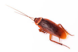 Effective Cockroach Manage Can Help Resolve Your current Roach Problems
