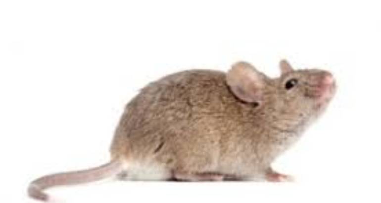 Rodents Control In your house – London ON