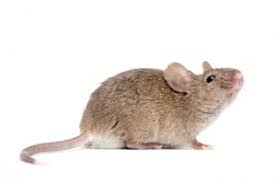 Rodents Control In your house – London ON