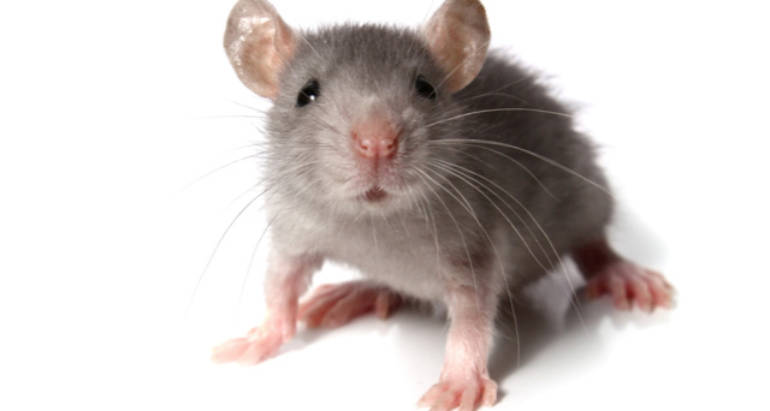 Rodents Management And also Elimination