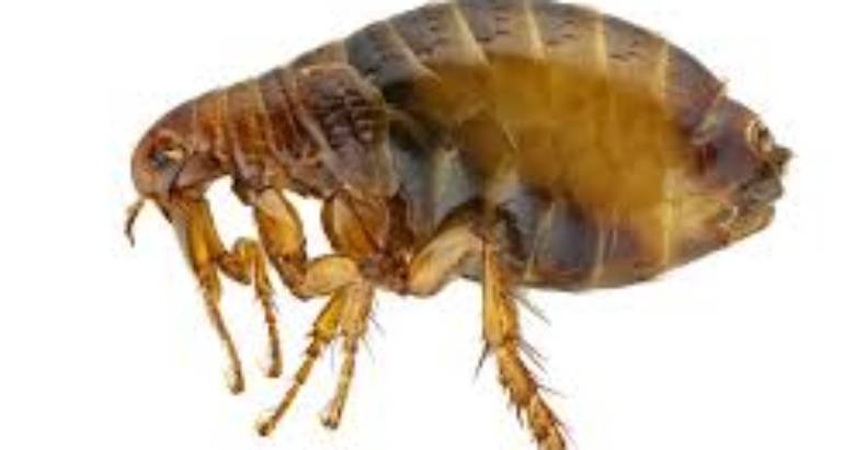 Flea Prevention