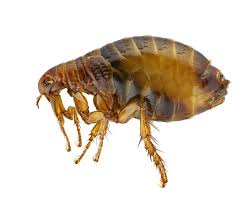 Flea Prevention