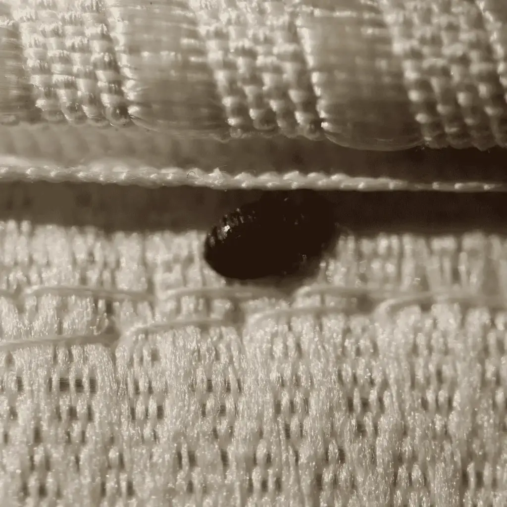 Bed Bugs Removal In London Ontario Canada